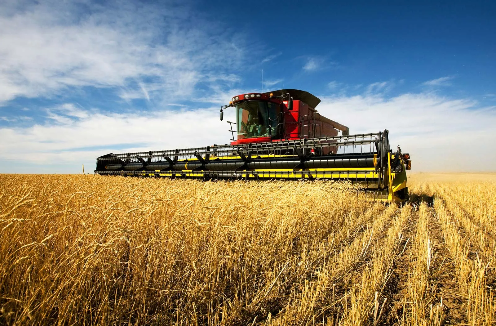 Cereal and Grain Crops
