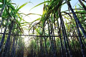 Sugarcane Operations